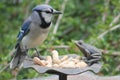 Bluejay