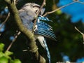 Bluejay Bird Cleans Bright Blue Feathers While Perched on a Tree Branch