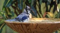 Bluejay bird enjoying a refreshing bath.