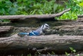 Bluejay bird hiding in a hollowed out log