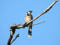 Bluejay Bird looks to the Side Perched on Bare Tree Branch Royalty Free Stock Photo