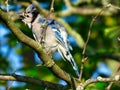 Bluejay Bird Singing with Beak Wide Open and Showing off Blue Feathers