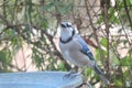 Bluejay at the birdbath