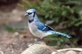 Bluejay on a branch Royalty Free Stock Photo