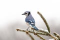Bluejay on a branch Royalty Free Stock Photo