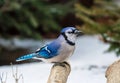 Bluejay on a branch Royalty Free Stock Photo