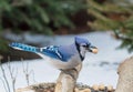 Bluejay on a branch