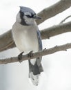 Bluejay on branch in winter Royalty Free Stock Photo