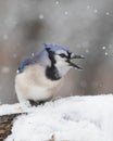 Bluejay Threat Display Royalty Free Stock Photo