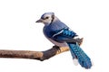 Bluejay Displays it Beautiful Blue Feathers Royalty Free Stock Photo