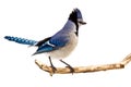 Bluejay displays its plumage Royalty Free Stock Photo