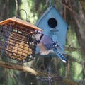 Bluejay eating peanut butter suet. Royalty Free Stock Photo