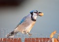 Bluejay Eating Peanuts Royalty Free Stock Photo