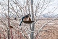 Bluejay feeding on birdseed in the late winter