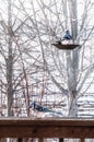 Bluejay feeding on birdseed in the late winter