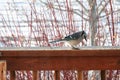 Bluejay feeding on birdseed in the late winter