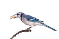 Bluejay Eats a Peanut on a Brancg Royalty Free Stock Photo