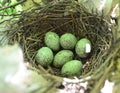 Bluejay eggs in nest