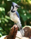 Bluejay