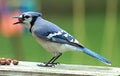 Bluejay