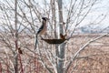 Bluejay feeding on birdseed in the late winter