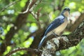 Bluejay in forest