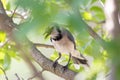 Bluejay Hidden in a Tree