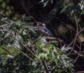 A BlueJay Hiding in the Tree Branch Royalty Free Stock Photo