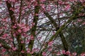 BlueJay Hiding in Yoshino Cherry Blossom Tree