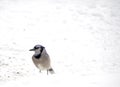 Bluejay hunting for food in Winter