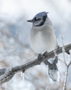 Bluejay on Icy tree Royalty Free Stock Photo