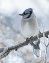 Bluejay on Icy tree