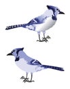 Bluejay Illustration