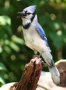 Bluejay