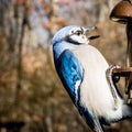 Bluejay Landing On A Bird Feeder