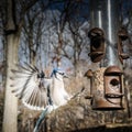 Bluejay Landing on a Bird Feeder Royalty Free Stock Photo