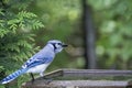 Bluejay