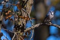 Minnesota Bluejay sitting on a tree Branch