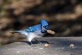 A bluejay with a peanut Royalty Free Stock Photo