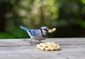 Bluejay with peanuts