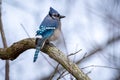 Bluejay Perched on a Branch Royalty Free Stock Photo