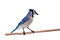 Bluejay perched on a branch