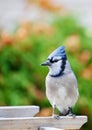 Bluejay