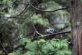 Bluejay perched on a tree branch Royalty Free Stock Photo
