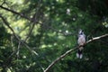 Bluejay perched on a tree branch