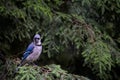 Bluejay perched on a tree branch