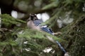 Bluejay perched on a tree branch Royalty Free Stock Photo