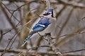 Bluejay perched on tree branch Royalty Free Stock Photo
