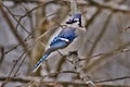 Bluejay perched on tree branch