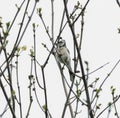 BlueJay Perched on Tree Branch Looking Straight